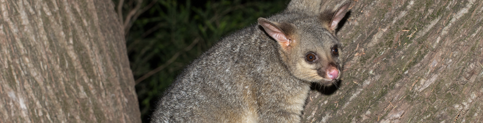Living with possums