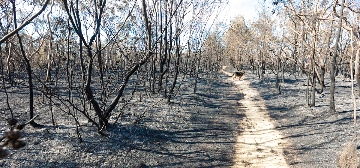 Prepare for bushfire season - install firebreaks now!