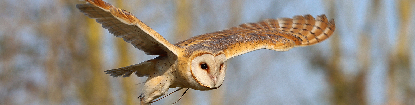 Owl Friendly