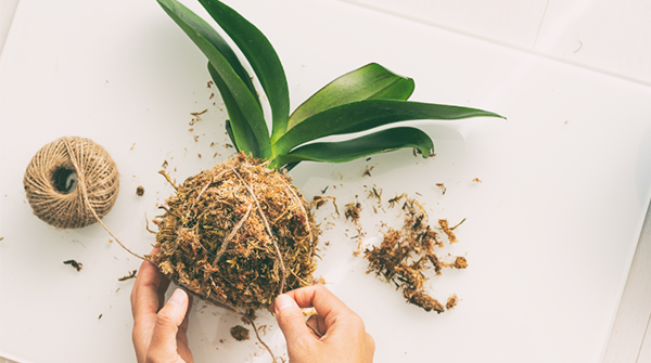 Discover the Art of Kokedama