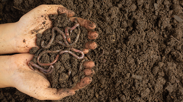 Worm Farming Workshop