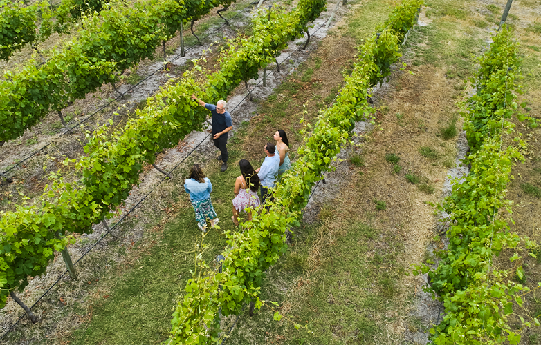 Vineyard 28 is a thriving family business, committed to innovation and diversification.