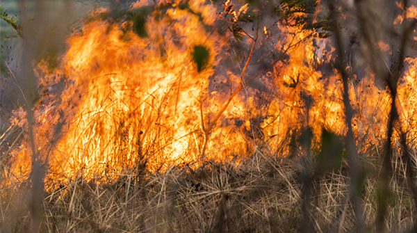 Restricted Burning Period starts on 2 November 2024.
