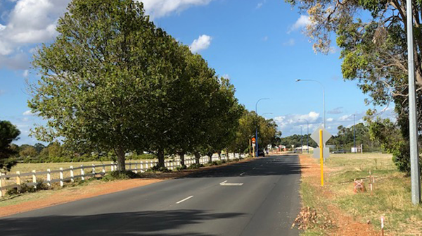 Removal of London Plane Trees