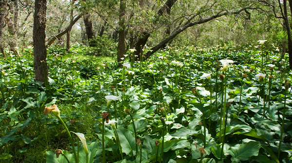 Arum Lily control workshop