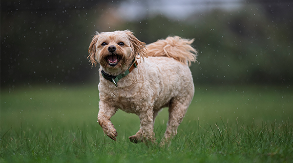 Harvey Dog Park Officially Open
