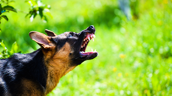 Help us prevent dog attacks