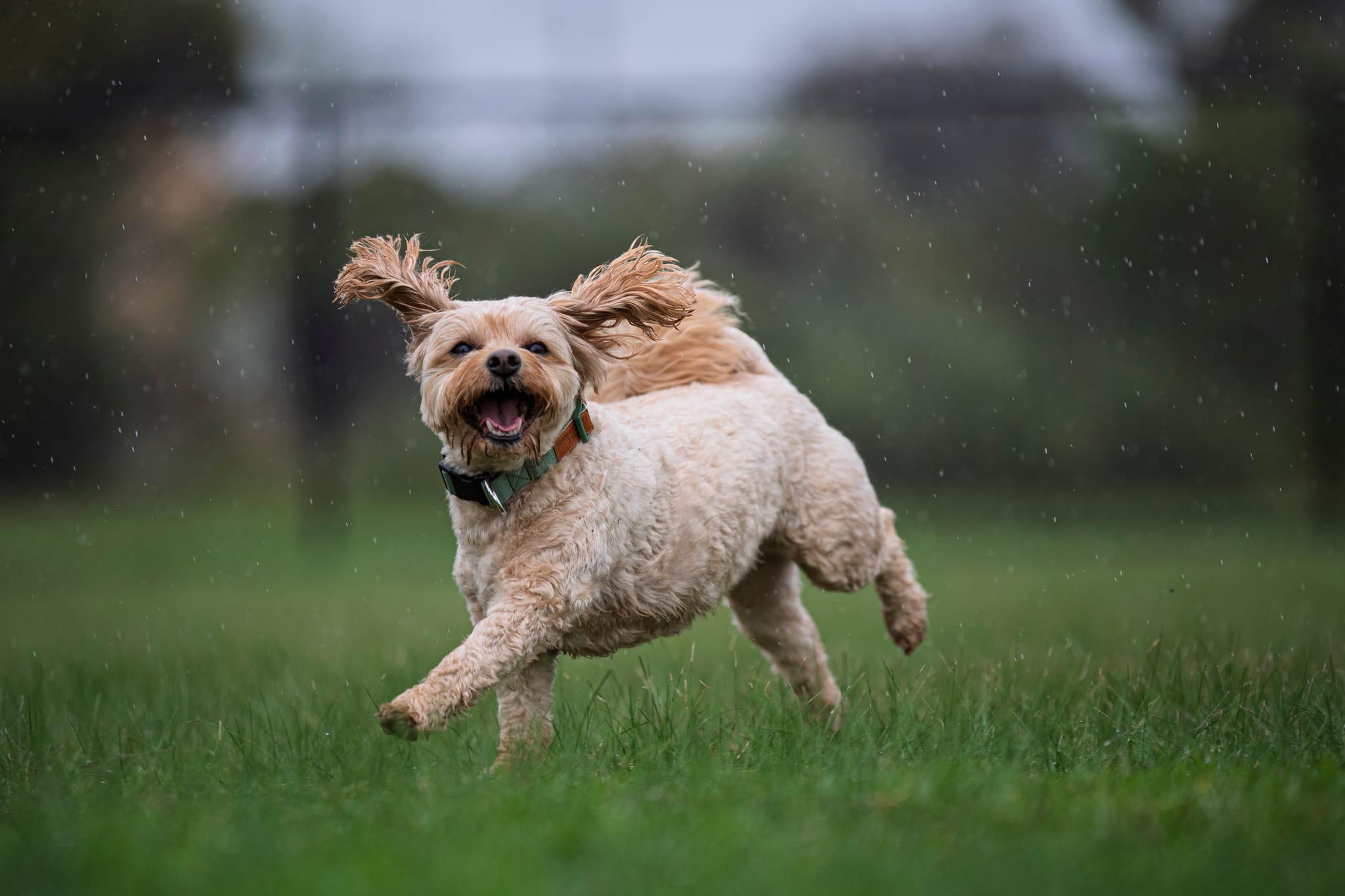 Harvey Dog Park Officially Open