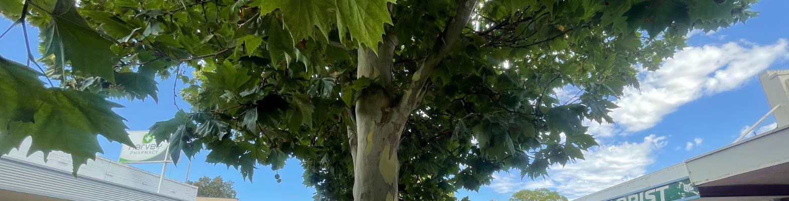 London Plane Trees