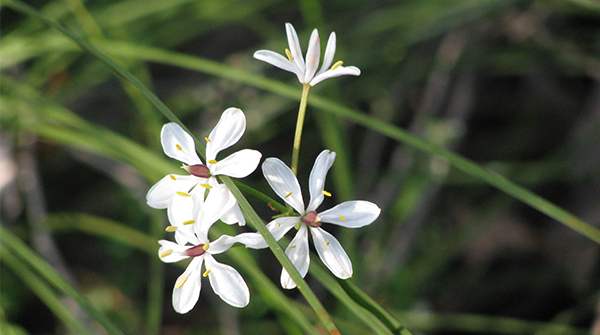 Remembering the Yarloop Fires 10 years on