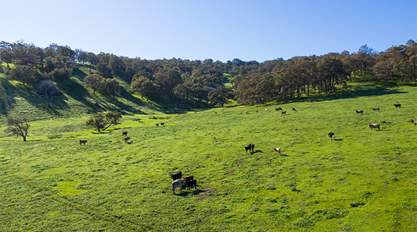 Have Your Say on Forest Management