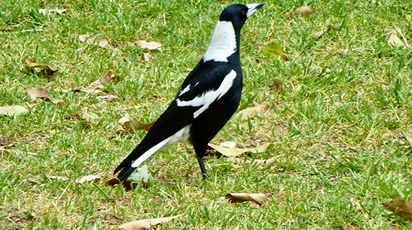 Be Aware of Swooping Birds