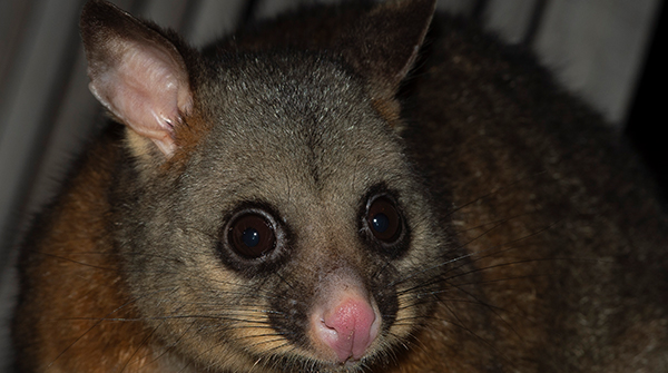 Western Ringtail Possum Survey