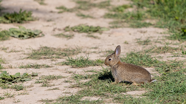 Rabbit Control Calicivirus K5 Release