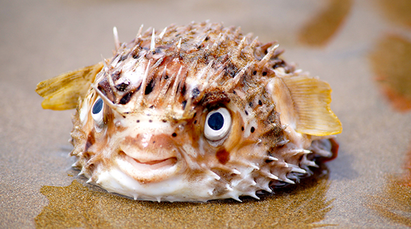 Toxic Blowfish