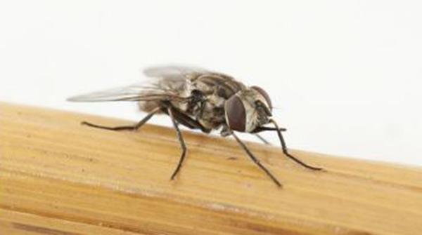 Stable Fly