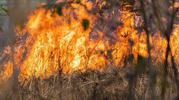 Notice of Hazard Reduction Burning