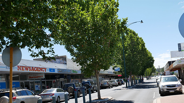 Removal of Trees and Road Closure