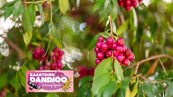 Kaartdijin Dandjoo – Common Cultural Uses of Plants