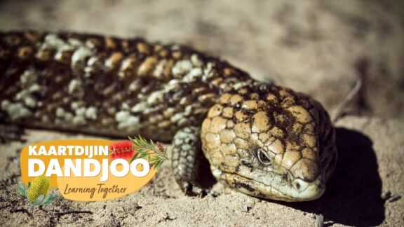 Kaartdijin Dandjoo – Barna on Boodja (Animals on Country)