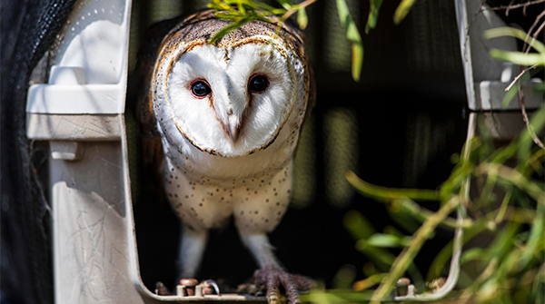Owl Friendly