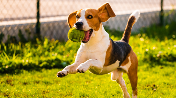 Meriden Park Masterplan endorsed!