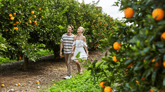 Harvey Harvest Festival