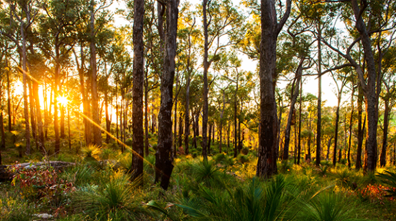 Local Biodiversity Strategy Adopted