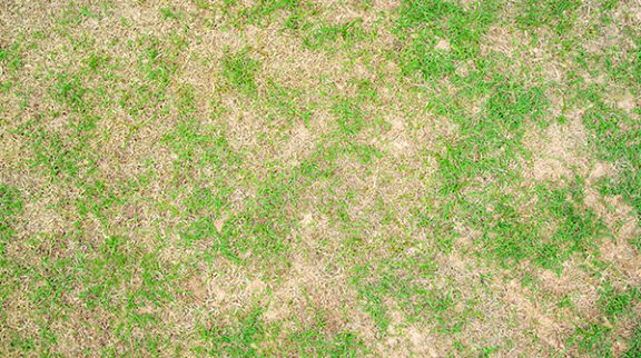 Irrigation Galway Green