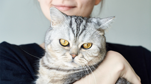 Cat Registration and Change of Details