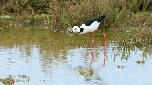 Landcare and Natural Resource Management