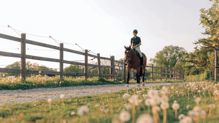 Equestrian Facility Feasibility Study