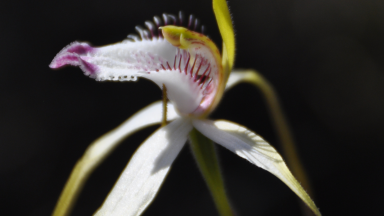 Protecting threatened flora