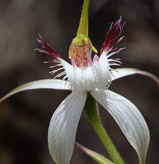 Figure 2: Caladenia speciosa, found in Myalup and Yarloop. Credit: WA Native Orchid Study and Conservation Group.