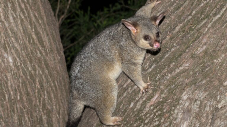 Living with Local Fauna