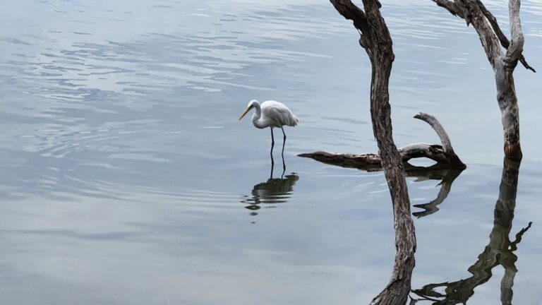 Living with Local Fauna