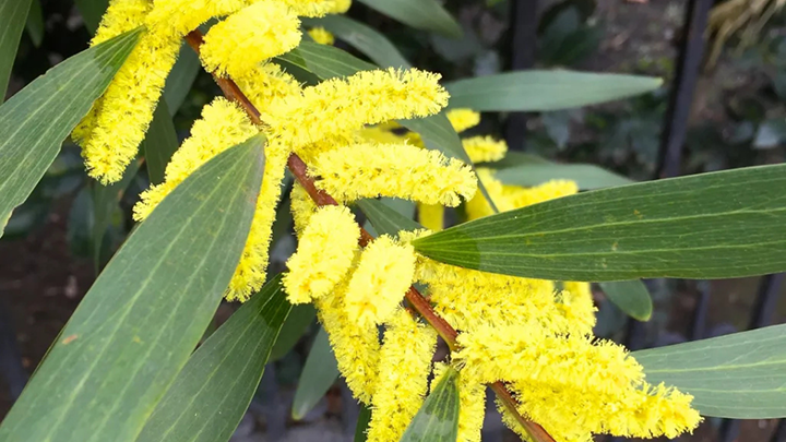 Managing Invasive Weeds