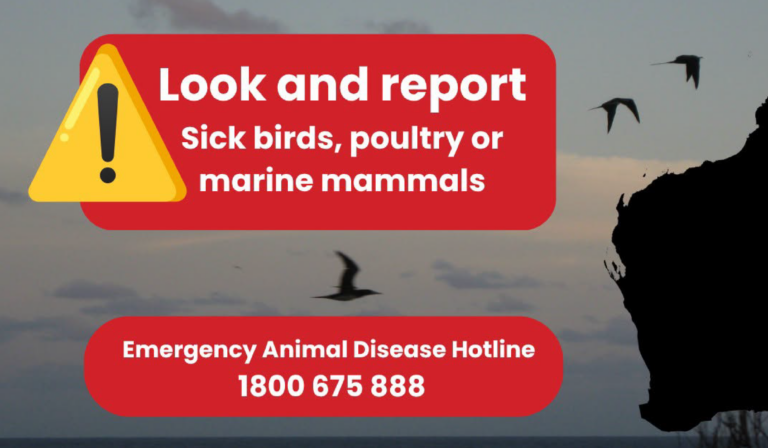 Public Advice: Avian Influenza Bird Flu