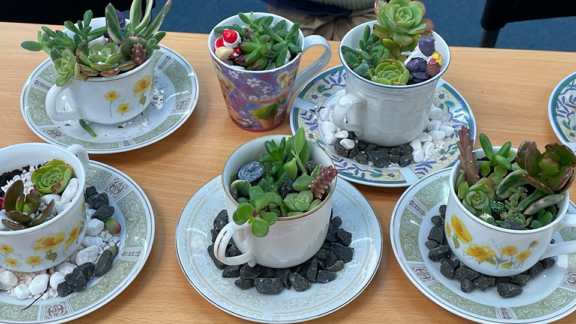 plants in the teacups